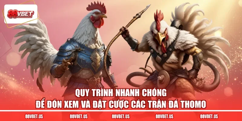 Quy trình nhanh chóng để đón xem và đặt cược các trận đá thomo